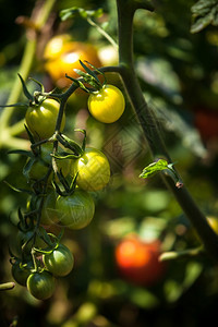 阳光明媚的天在花园床上熟的西红柿近照图片