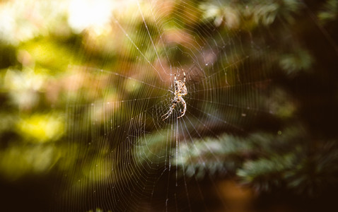 大蜘蛛在森林里织网图片