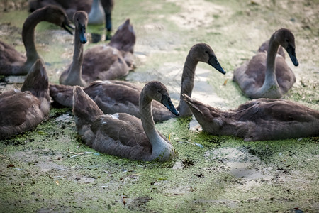 在沼泽中游泳的小天鹅巢鸟近镜头图片