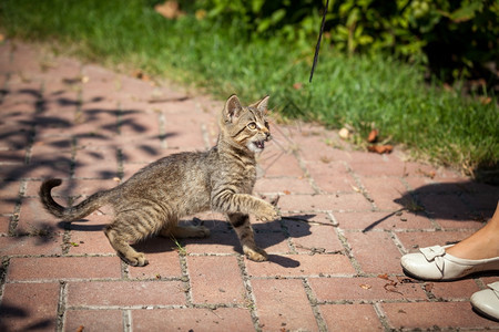 在阳光明媚的白天在花园里露拍到可爱小猫的外门镜头图片