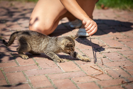 女孩在户外玩小猫的近镜头图片