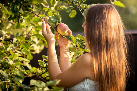 从树枝中摘苹果的年轻女子肖像背景图片