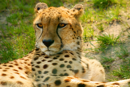 CheetahPortraitCinonixJubabatus直视相机图片