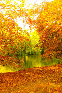 美丽的秋天公园风景树和池塘背景图片