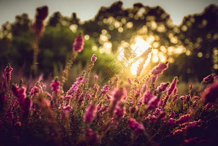 普罗旺斯美丽的紫色田地日落和图片