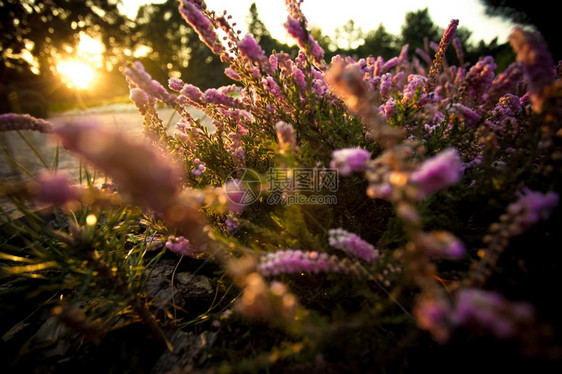 日落时美丽的熏衣草场近照图片