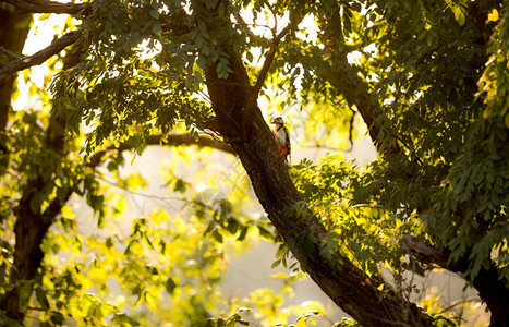 日落时坐在大树上的红木鸟美丽景色图片