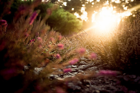夏天傍晚在紫色草地上美丽的日落图片