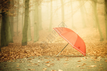 秋天概念健康的活跃生方式秋天的红伞落叶背景酸雾日阳光图片