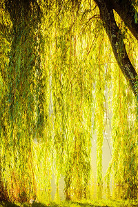 夏季或秋初公园有池塘或河流在岸上泪的柳树图片