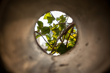 种植物的混凝土管道近距离观察图片