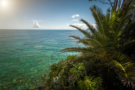 阳光明媚的海滨种植棕榈树的美景图片