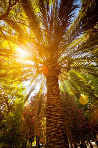 大棕榈树上阳光照耀的美丽景色图片