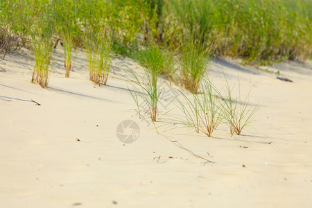 波罗的海沿沙丘草夏季桑迪滩复制空间图片