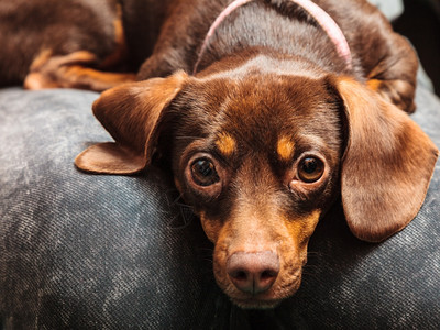 在家里的动物DachshundChihuahua和shihtzu混合狗在室内人腿上放松图片