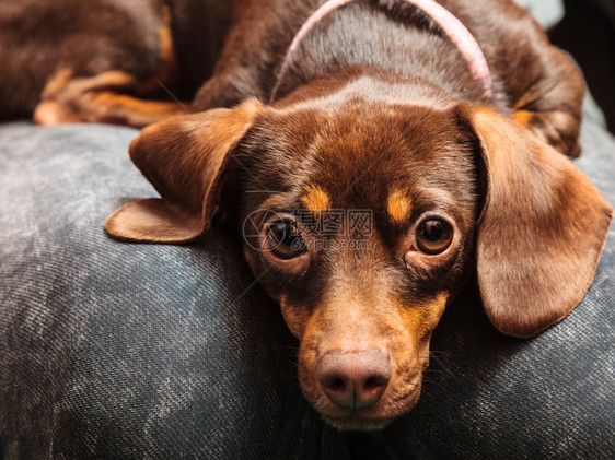 在家里的动物DachshundChihuahua和shihtzu混合狗在室内人腿上放松图片