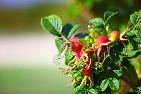 红熟的莓果野生玫瑰臀部在树枝关闭时图片