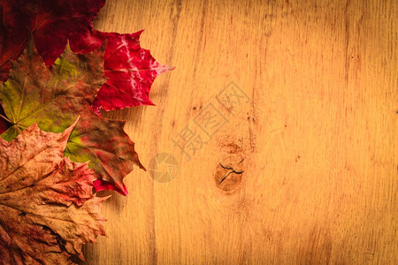秋叶边框以木背景和复制空间图片