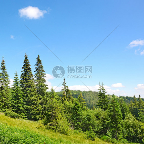 山上美丽的松树图片