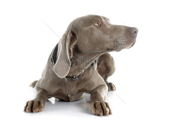 白色背景面前的灰Weimaraner图片