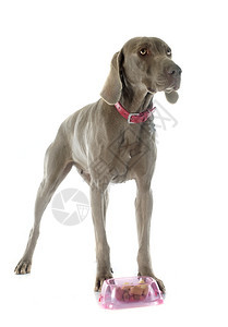 灰色Weimaraner在白色背景前吃东西图片