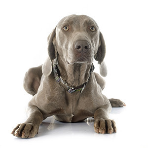 白色背景面前的灰Weimaraner图片