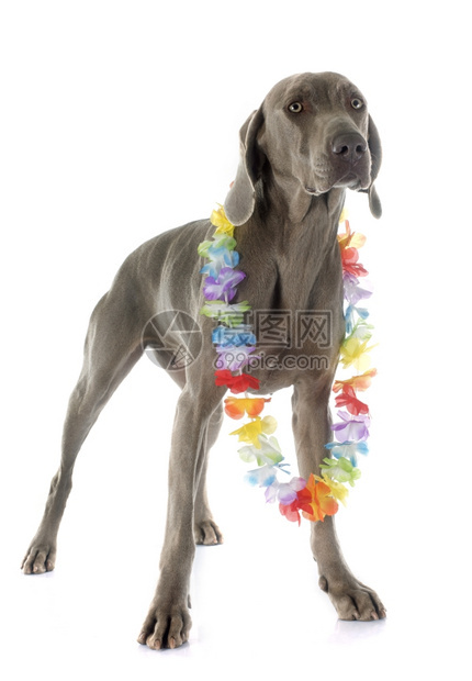 白色背景面前的灰Weimaraner图片