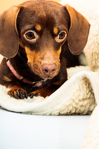 在家养动物DachshundChihuahua和shihtzu混合狗在室内羊毛毯上床放松图片
