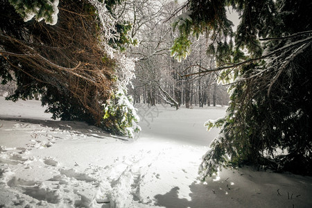 美丽的太阳光束风景穿过冬林的fir树图片