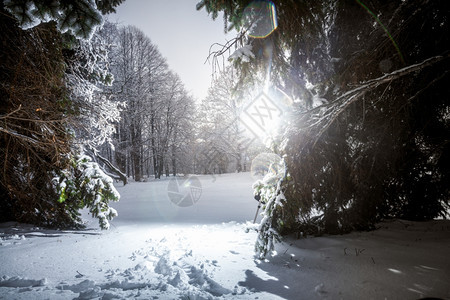 冬季西伯利亚森林太阳光照射的户外片图片