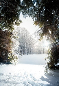 寒冬森林中的美丽风景图片