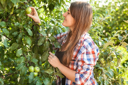 美丽的女人在夏日从树上摘苹果的肖像背景图片