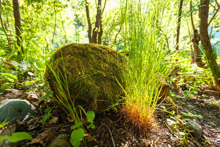 大岩石与草在森林周围生长的照片图片