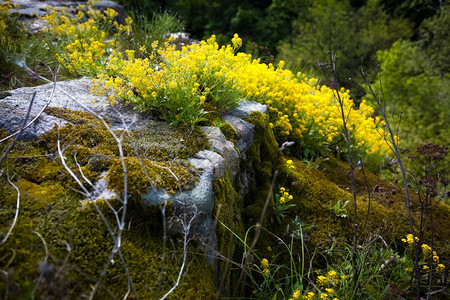 苔花图片 苔花素材 苔花高清图片 摄图网图片下载