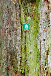 波兰秋天森林的老树独特自然征背景图片