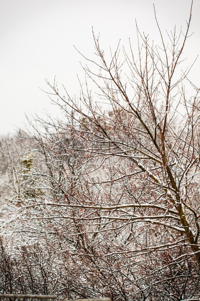 冬季和节特定森林树木覆盖着白新雪图片