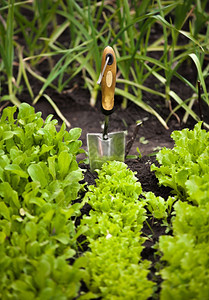 沙拉床和小花园铲子的近照图片