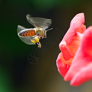 蜂蜜收集花图片