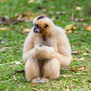 手持Gibbon高清图片