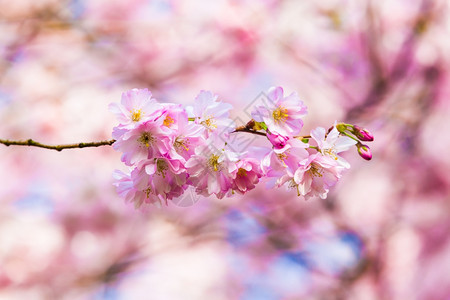 粉红樱花朵开图片