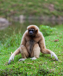 手持Gibbon图片