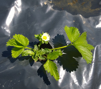 种植草莓图片