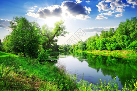 阳光明媚的夏日绿林在河上图片