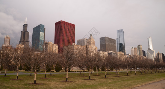 城市公园部植树的木很快会在芝加哥开花图片