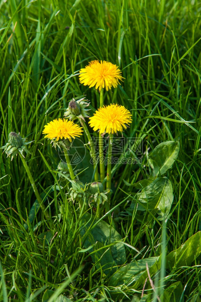 青草中的黄花朵图片