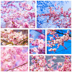 粉红樱花图片