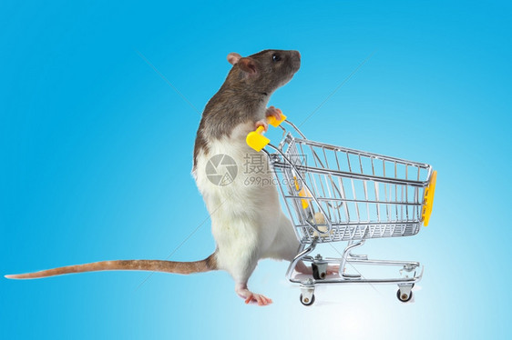 蓝背景的老鼠宠物店概念老鼠和篮子图片