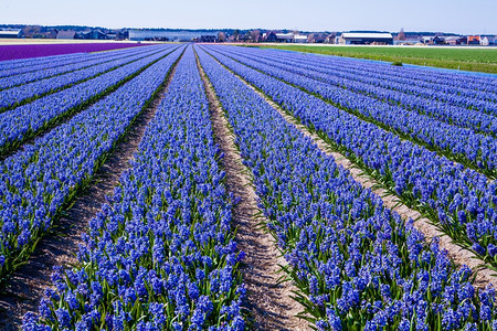 美丽的荷兰hyacinth田地春花图片