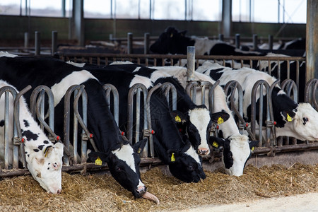在农场里吃粮食的奶牛肖像图片