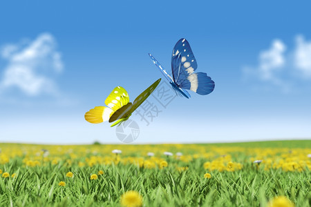 两只蝴蝶在绿草地上两只蝴蝶图片